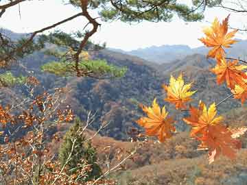 银土火勺完结免费